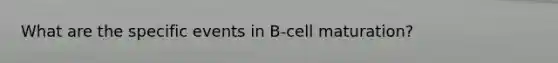 What are the specific events in B-cell maturation?