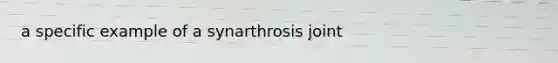 a specific example of a synarthrosis joint