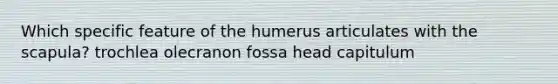 Which specific feature of the humerus articulates with the scapula? trochlea olecranon fossa head capitulum