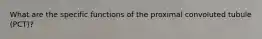What are the specific functions of the proximal convoluted tubule (PCT)?