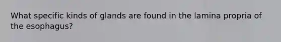 What specific kinds of glands are found in the lamina propria of the esophagus?
