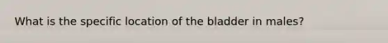 What is the specific location of the bladder in males?