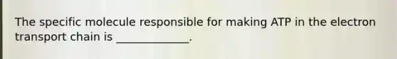 The specific molecule responsible for making ATP in the electron transport chain is _____________.