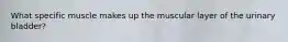 What specific muscle makes up the muscular layer of the urinary bladder?