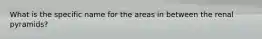 What is the specific name for the areas in between the renal pyramids?