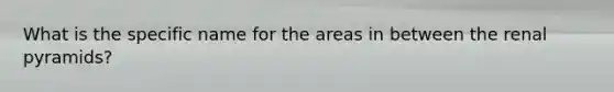 What is the specific name for the areas in between the renal pyramids?