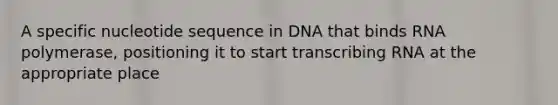 A specific nucleotide sequence in DNA that binds RNA polymerase, positioning it to start transcribing RNA at the appropriate place