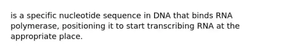 is a specific nucleotide sequence in DNA that binds RNA polymerase, positioning it to start transcribing RNA at the appropriate place.