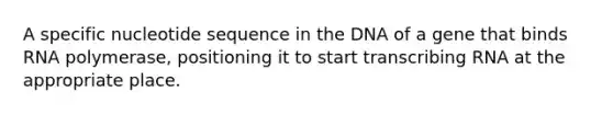A specific nucleotide sequence in the DNA of a gene that binds RNA polymerase, positioning it to start transcribing RNA at the appropriate place.