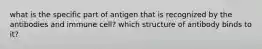 what is the specific part of antigen that is recognized by the antibodies and immune cell? which structure of antibody binds to it?