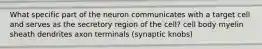 What specific part of the neuron communicates with a target cell and serves as the secretory region of the cell? cell body myelin sheath dendrites axon terminals (synaptic knobs)