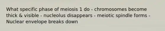 What specific phase of meiosis 1 do - chromosomes become thick & visible - nucleolus disappears - meiotic spindle forms - Nuclear envelope breaks down