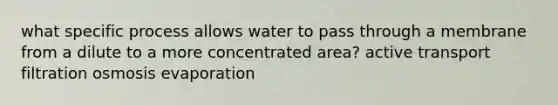 what specific process allows water to pass through a membrane from a dilute to a more concentrated area? active transport filtration osmosis evaporation