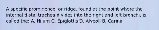 A specific prominence, or ridge, found at the point where the internal distal trachea divides into the right and left bronchi, is called the: A. Hilum C. Epiglottis D. Alveoli B. Carina