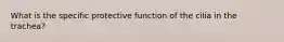What is the specific protective function of the cilia in the trachea?