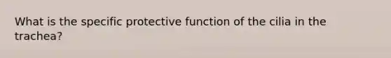 What is the specific protective function of the cilia in the trachea?