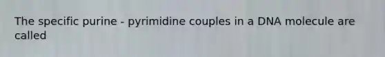 The specific purine - pyrimidine couples in a DNA molecule are called