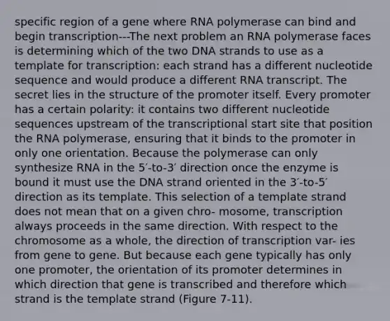 specific region of a gene where RNA polymerase can bind and begin transcription---The next problem an RNA polymerase faces is determining which of the two DNA strands to use as a template for transcription: each strand has a different nucleotide sequence and would produce a different RNA transcript. The secret lies in the structure of the promoter itself. Every promoter has a certain polarity: it contains two different nucleotide sequences upstream of the transcriptional start site that position the RNA polymerase, ensuring that it binds to the promoter in only one orientation. Because the polymerase can only synthesize RNA in the 5′-to-3′ direction once the enzyme is bound it must use the DNA strand oriented in the 3′-to-5′ direction as its template. This selection of a template strand does not mean that on a given chro- mosome, transcription always proceeds in the same direction. With respect to the chromosome as a whole, the direction of transcription var- ies from gene to gene. But because each gene typically has only one promoter, the orientation of its promoter determines in which direction that gene is transcribed and therefore which strand is the template strand (Figure 7-11).