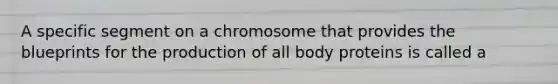 A specific segment on a chromosome that provides the blueprints for the production of all body proteins is called a