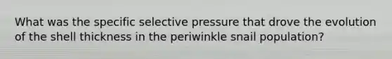 What was the specific selective pressure that drove the evolution of the shell thickness in the periwinkle snail population?