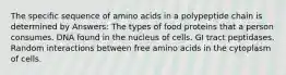 The specific sequence of amino acids in a polypeptide chain is determined by Answers: The types of food proteins that a person consumes. DNA found in the nucleus of cells. GI tract peptidases. Random interactions between free amino acids in the cytoplasm of cells.