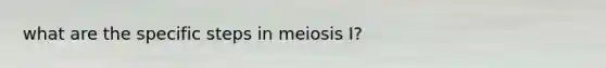 what are the specific steps in meiosis I?