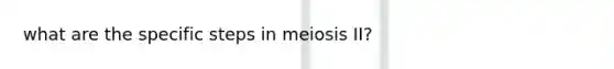 what are the specific steps in meiosis II?