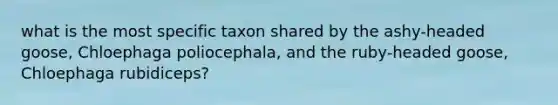 what is the most specific taxon shared by the ashy-headed goose, Chloephaga poliocephala, and the ruby-headed goose, Chloephaga rubidiceps?