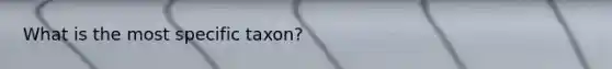 What is the most specific taxon?