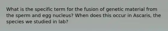 What is the specific term for the fusion of genetic material from the sperm and egg nucleus? When does this occur in Ascaris, the species we studied in lab?