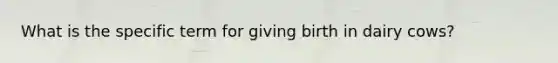 What is the specific term for giving birth in dairy cows?