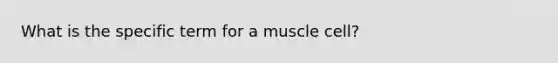 What is the specific term for a muscle cell?