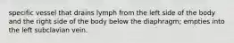 specific vessel that drains lymph from the left side of the body and the right side of the body below the diaphragm; empties into the left subclavian vein.