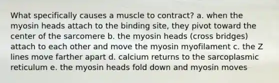 What specifically causes a muscle to contract? a. when the myosin heads attach to the binding site, they pivot toward the center of the sarcomere b. the myosin heads (cross bridges) attach to each other and move the myosin myofilament c. the Z lines move farther apart d. calcium returns to the sarcoplasmic reticulum e. the myosin heads fold down and myosin moves