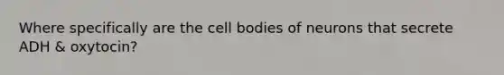 Where specifically are the cell bodies of neurons that secrete ADH & oxytocin?