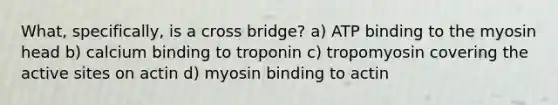 What, specifically, is a cross bridge? a) ATP binding to the myosin head b) calcium binding to troponin c) tropomyosin covering the active sites on actin d) myosin binding to actin