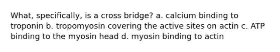 What, specifically, is a cross bridge? a. calcium binding to troponin b. tropomyosin covering the active sites on actin c. ATP binding to the myosin head d. myosin binding to actin