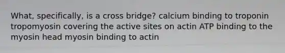 What, specifically, is a cross bridge? calcium binding to troponin tropomyosin covering the active sites on actin ATP binding to the myosin head myosin binding to actin