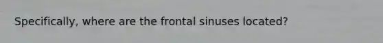 Specifically, where are the frontal sinuses located?