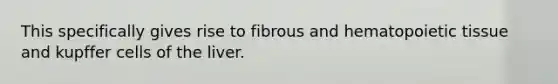 This specifically gives rise to fibrous and hematopoietic tissue and kupffer cells of the liver.