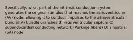 Specifically, what part of the intrinsic conduction system generates the original stimulus that reaches the atrioventricular (AV) node, allowing it to conduct impulses to the atrioventricular bundle? A) bundle branches B) interventricular septum C) subendocardial conducting network (Purkinje fibers) D) sinoatrial (SA) node