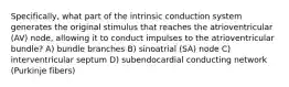 Specifically, what part of the intrinsic conduction system generates the original stimulus that reaches the atrioventricular (AV) node, allowing it to conduct impulses to the atrioventricular bundle? A) bundle branches B) sinoatrial (SA) node C) interventricular septum D) subendocardial conducting network (Purkinje fibers)