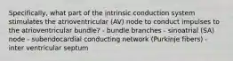 Specifically, what part of the intrinsic conduction system stimulates the atrioventricular (AV) node to conduct impulses to the atrioventricular bundle? - bundle branches - sinoatrial (SA) node - subendocardial conducting network (Purkinje fibers) - inter ventricular septum