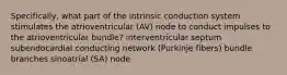 Specifically, what part of the intrinsic conduction system stimulates the atrioventricular (AV) node to conduct impulses to the atrioventricular bundle? interventricular septum subendocardial conducting network (Purkinje fibers) bundle branches sinoatrial (SA) node