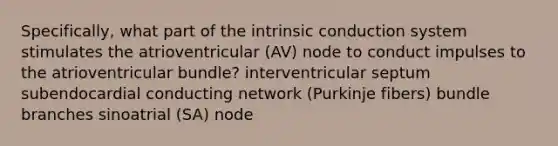 Specifically, what part of the intrinsic conduction system stimulates the atrioventricular (AV) node to conduct impulses to the atrioventricular bundle? interventricular septum subendocardial conducting network (Purkinje fibers) bundle branches sinoatrial (SA) node