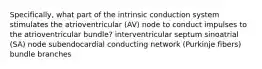 Specifically, what part of the intrinsic conduction system stimulates the atrioventricular (AV) node to conduct impulses to the atrioventricular bundle? interventricular septum sinoatrial (SA) node subendocardial conducting network (Purkinje fibers) bundle branches