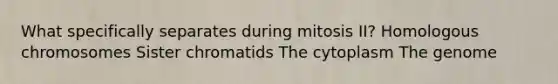 What specifically separates during mitosis II? Homologous chromosomes Sister chromatids The cytoplasm The genome