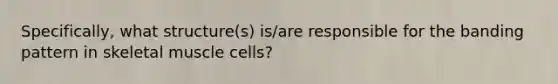 Specifically, what structure(s) is/are responsible for the banding pattern in skeletal muscle cells?