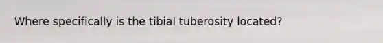 Where specifically is the tibial tuberosity located?