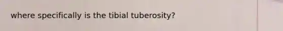 where specifically is the tibial tuberosity?